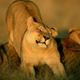 Illustration for article titled Caturday - Panthera leo Edition